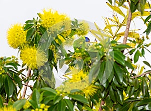 golden penda tree from Australia photo